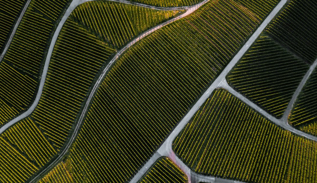 Top down aerial view of a green summer vineyard at sunset in Ram